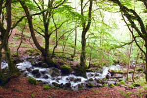 Ruta pel bosc de Carlac, a la vall d’Aran
